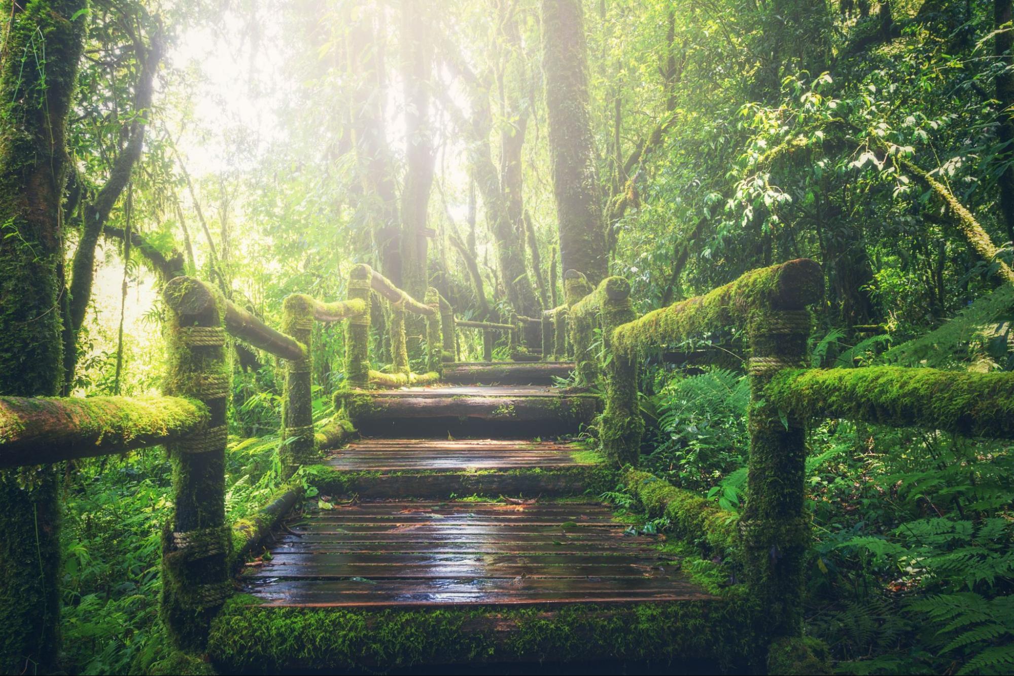 森の中に設置された、周囲をグリーンで囲まれた、木で作られた階段の写真